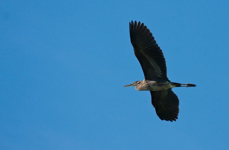 Great Blue Heron In Flight